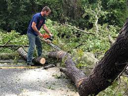 Best Arborist Consultation Services  in Linden, NJ
