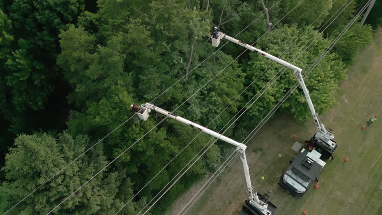 How Our Tree Care Process Works  in  Linden, NJ