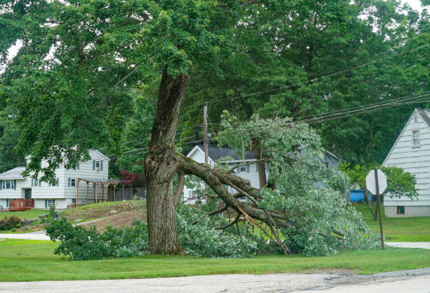 Best Tree Cabling and Bracing  in Linden, NJ