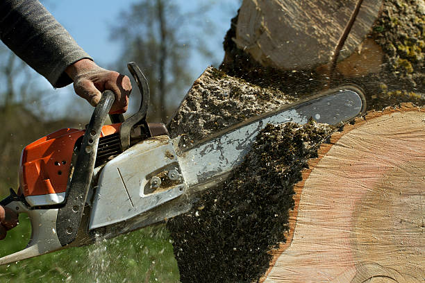 Best Tree Preservation Services  in Linden, NJ