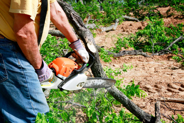 Best Tree and Shrub Care  in Linden, NJ